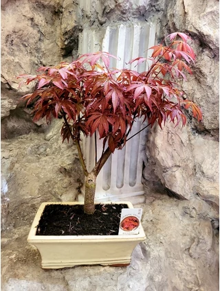 Acer palmatum bonsai-Japán juhar