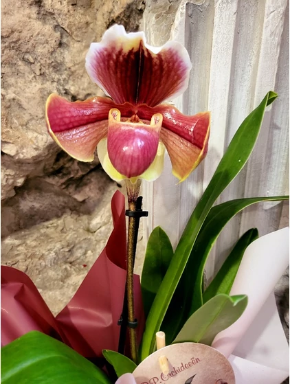 Papucsorchidea - Paphiopedilum