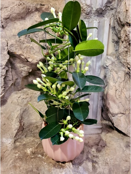 Koszorúfutóka-Stephanotis floribunda
