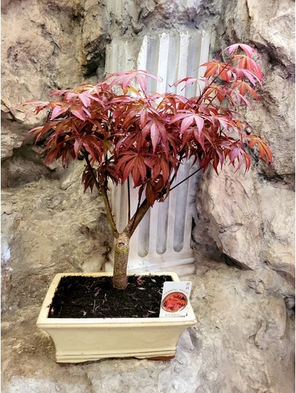 Acer palmatum bonsai-Japán juhar