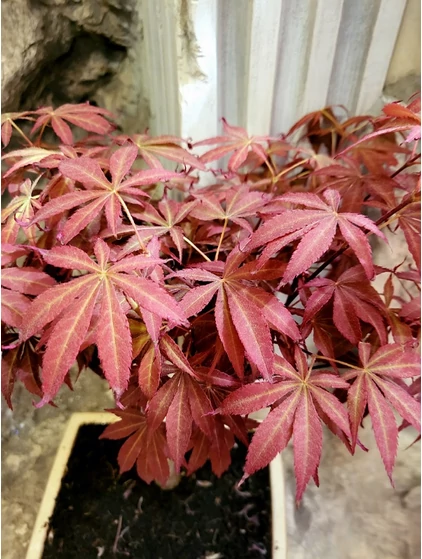 Acer palmatum bonsai-Japán juhar