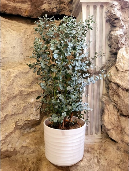 Eucalyptus gunnii - Havasi eukaliptusz