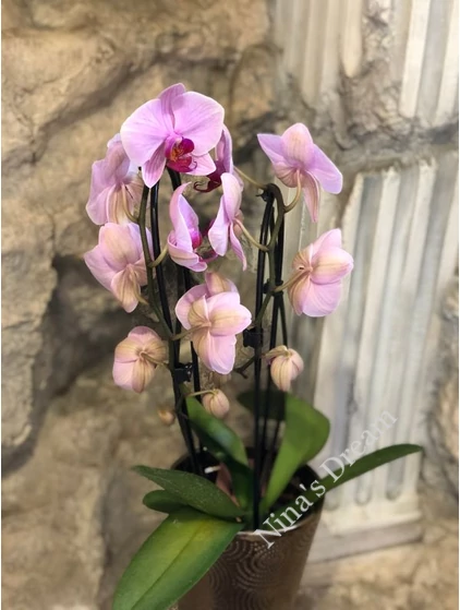 Orchidea