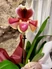 Kép 2/2 - Papucsorchidea - Paphiopedilum