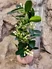 Kép 1/2 - Koszorúfutóka-Stephanotis floribunda