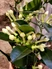 Kép 2/2 - Koszorúfutóka-Stephanotis floribunda