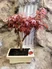 Kép 1/2 - Acer palmatum bonsai-Japán juhar