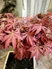 Kép 2/2 - Acer palmatum bonsai-Japán juhar