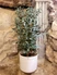 Kép 1/2 - Eucalyptus gunnii - Havasi eukaliptusz